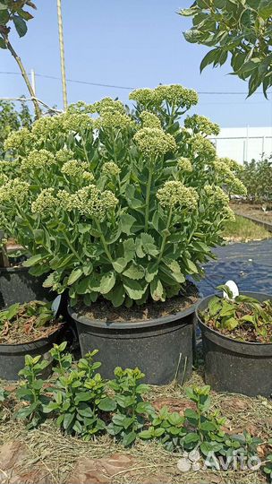 Очиток видный