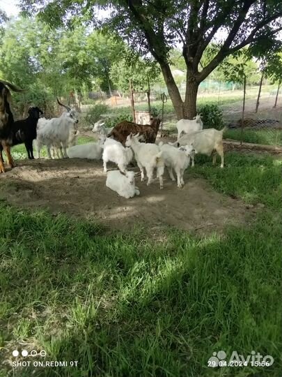Продаются Козлы, Козы, Козлик, Козочки