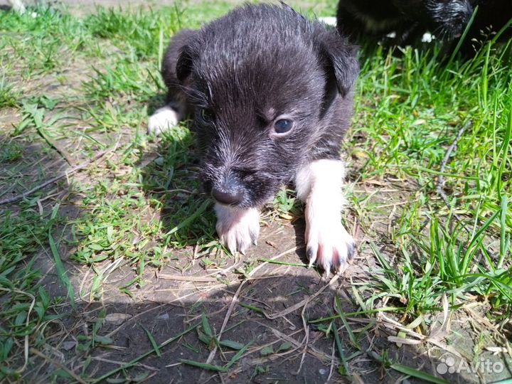 Щенки в добрые руки