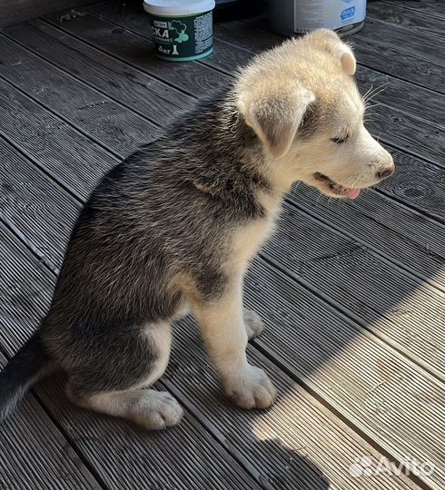 Щенки в ответственые руки