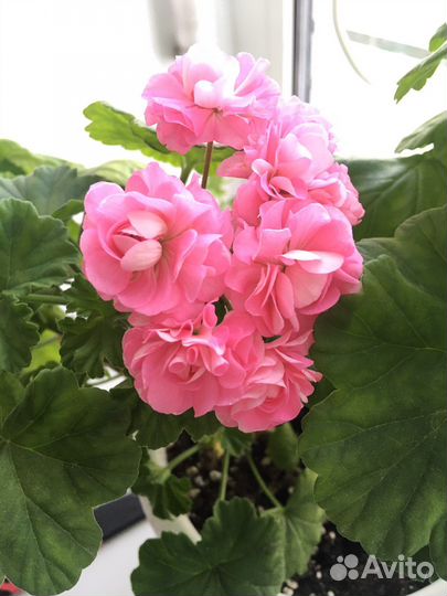 Пеларгония герань