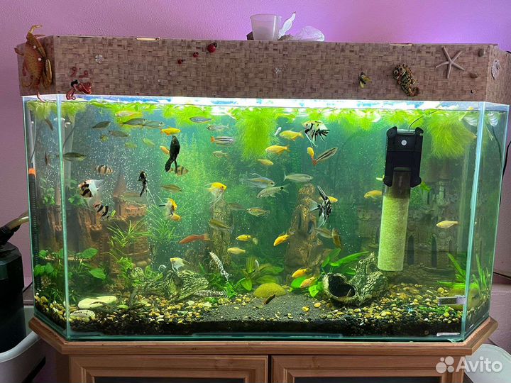 Аквариум в комплекте со всем