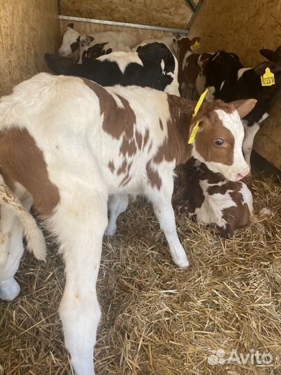 Телята бычки мясной породы