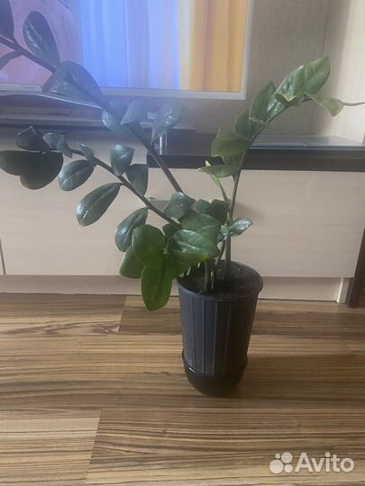 Замиокулькас