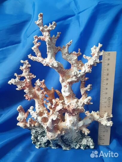 Ракушки и кораллы