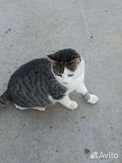 Кот