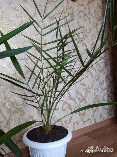 Продам цветы комнатные