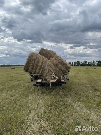 Сено 400 кг в тюках солома