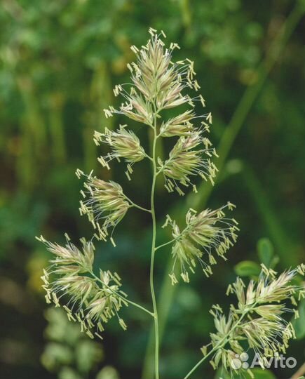 Ежа Сборная, семена от производителя оптом