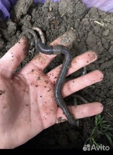 Черви для рыбалки