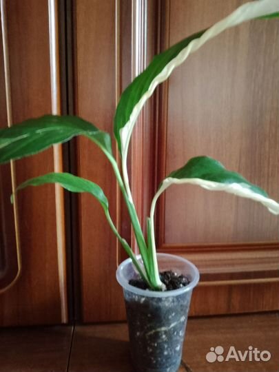 Спатифиллум Пикассо