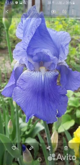 Ирисы бородатые