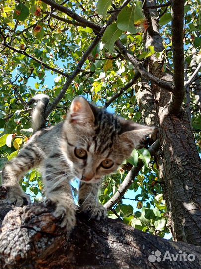 Кошечка в добрые руки