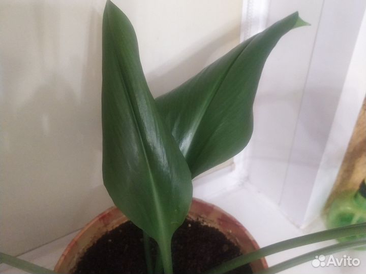 Амазонская лилия