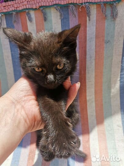 Отдам бесплатно