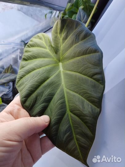 Алоказия регал шилдс