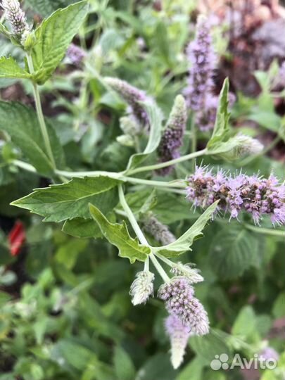 Мята - саженцы взрослые большие кустики