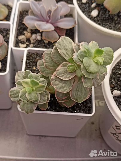 Вариегантные суккуленты