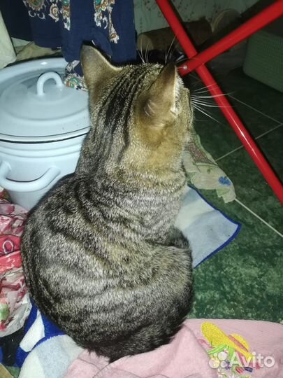 Кот в добрые руки