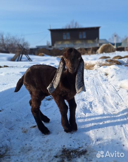 Козы камори