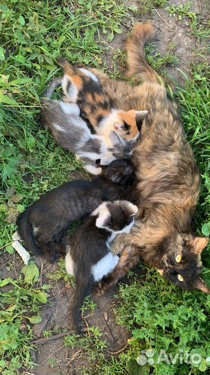 Котята в добрые руки