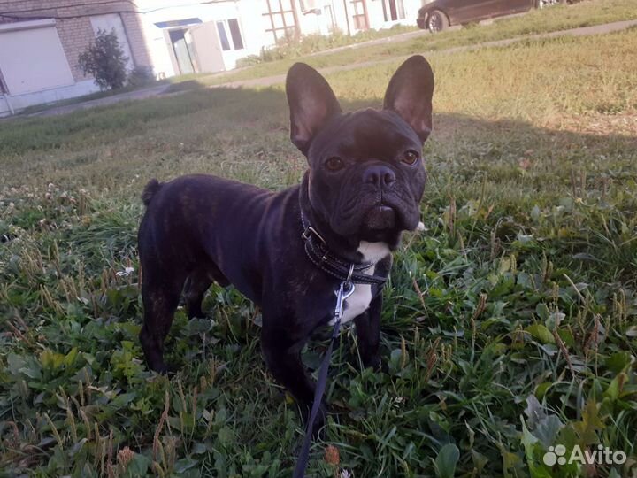 Французский бульдог кабель вязка