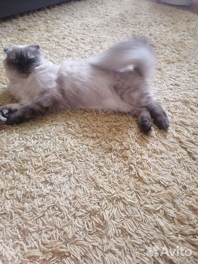 Шотландский кот вязка