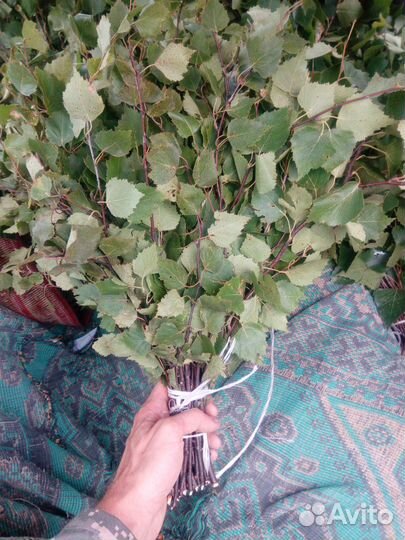 Веники березовые