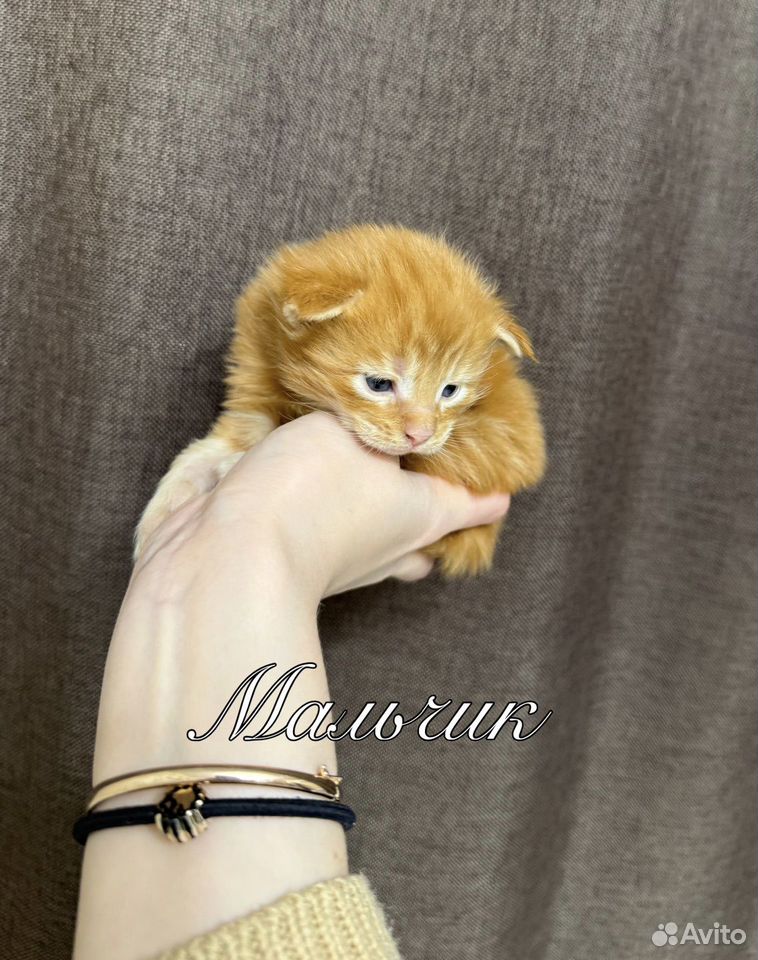 Мейн-кун котёнок, Тюмень