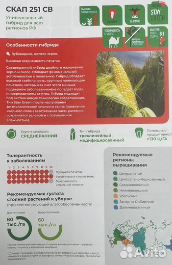 Гибридные семена кукурузы