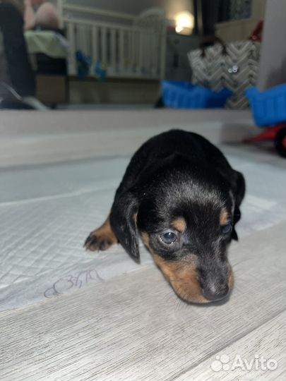 Щенок таксы