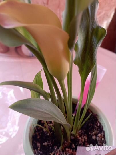 Цветы домашние каллы