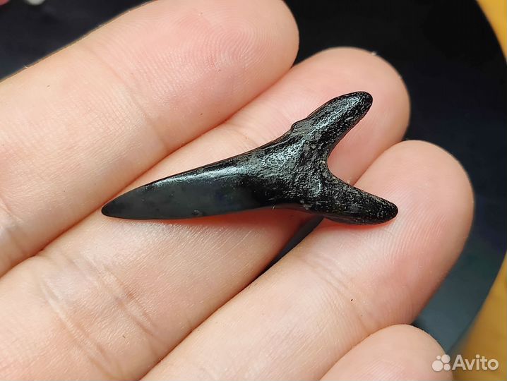 Окаменелый зуб акулы Jaekelotodus. Крупный