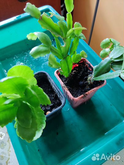 Комнатные цветы