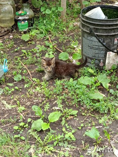 Котята в добрые руки бесплатно