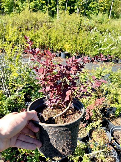 Барбарис тунберга