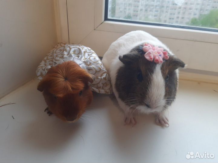 Морские свинки девочки