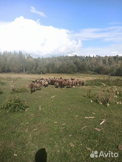 Овцы бараны