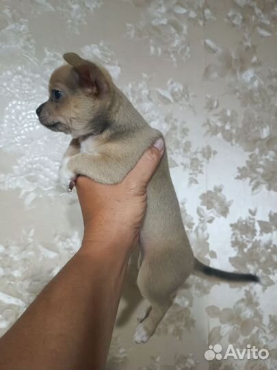 Щенки чихуахуа