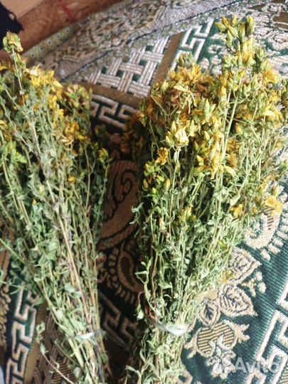 Зверобой, свежий сбор