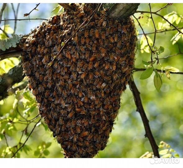 Рой пчелы