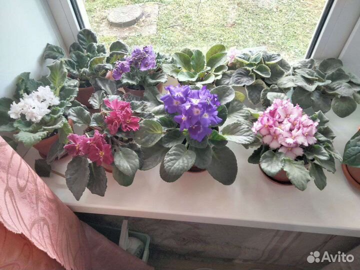 Фиалки в горшках