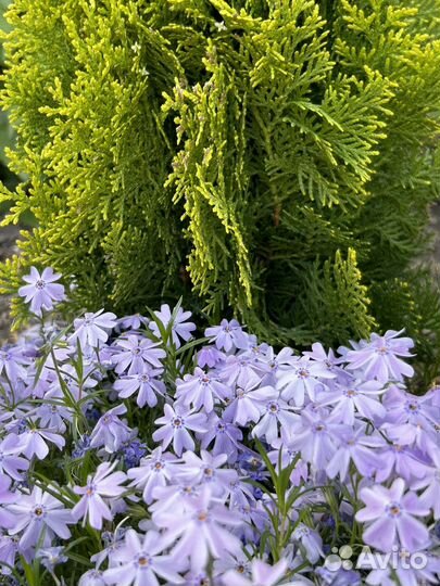 Флокс шиловидный