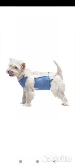 Стерилизация собак и кошек