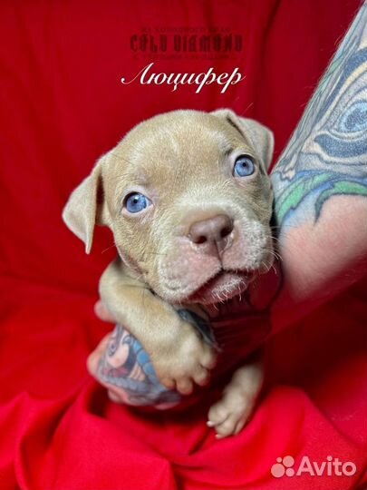 Американский булли