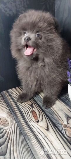 Щенки шпица