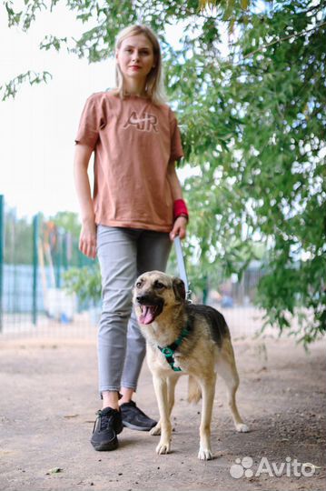 Собака из приюта ждет семью