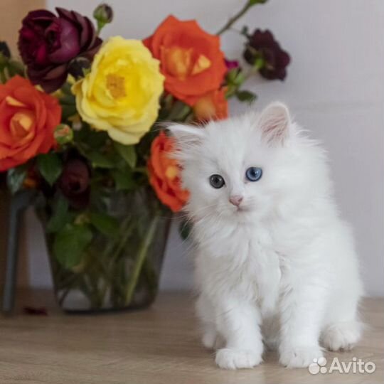 Котенок