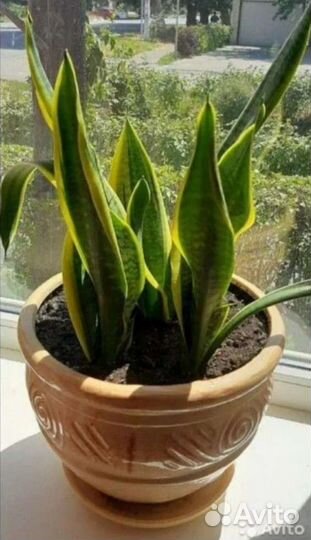 Сансевиерия, рео, гастерия, комнатные цветы