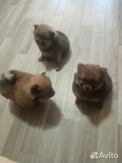 Померанский шпиц